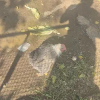 اردک و مرغ|حیوانات مزرعه|تهران, والفجر (افسریه)|دیوار