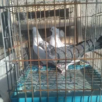 کفتر پرشی|پرنده|قم, ناصردیوان|دیوار