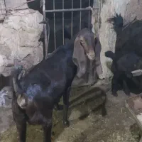 فروش سه بز پاکستانی|حیوانات مزرعه|خواف, |دیوار