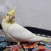 عروس هلندی|پرنده|اردبیل, |دیوار