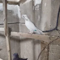 کفتر