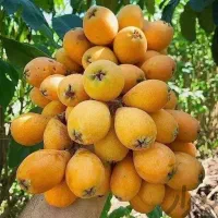 خواص درمانی بی نظیر با نهال ازگیل