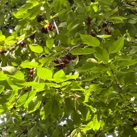 زمین-باغرود-600متری