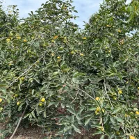 فروش زمین (باغ مرکبات)|فروش زمین و ملک کلنگی|نوکنده, |دیوار
