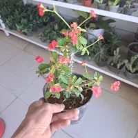 فروش انواع گل آپارتمانی و پیاز نرگس|گل و گیاه طبیعی|بیرجند, |دیوار