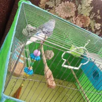 یه جفت مرغ عشق مودل|پرنده|پاکدشت, پاکدشت (مامازند)|دیوار