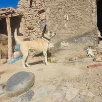 سگ خراسانی مخصوص گله