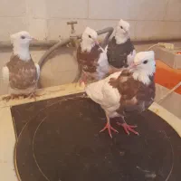 فروش دوجفت طوقی