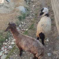 2عدد بره یکی نره یکی ماده سالم خوش خوراک.|حیوانات مزرعه|سیلوانه, |دیوار