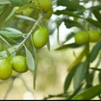 فروس انواع نهال دو ساله زیتون