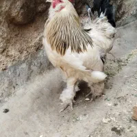 تخم مرغ نطفه دار برهما