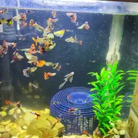 ماهی گوپی مفت