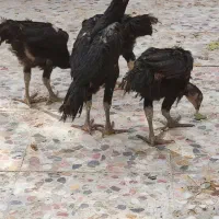 فروش تخم مرغ جوجه خروس اوشامو وارداتی