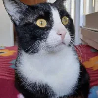 واگذاری گربه