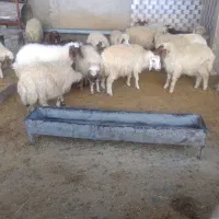 بره نر پرواری|حیوانات مزرعه|زرنه, |دیوار