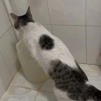 گربه گمشده|حیوانات|شیراز, بعثت|دیوار