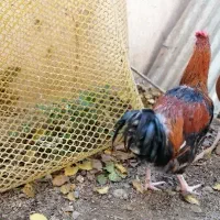 خروس چهل تاج|حیوانات مزرعه|مشهد, بلال|دیوار