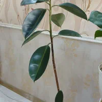 گل طبیعی|گل و گیاه طبیعی|سبزوار, توحیدشهر|دیوار