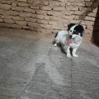 سگ پا کوتاه فروشی|سگ|بم, |دیوار