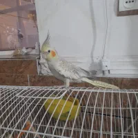 عروس هلندی گمشده