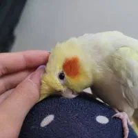 عروس هلندی گمشده در مشیریه