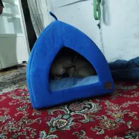 سگ شیواوا|سگ|بروجرد, |دیوار