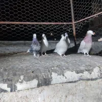 کفترپرشتی|پرنده|ملایر, |دیوار