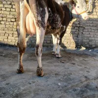 گاو آبستن جوان