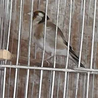 ماده سهره دوساله رو به مستی|پرنده|وحیدیه, |دیوار