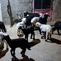 میس بره|حیوانات مزرعه|ازنا, |دیوار