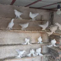 فروش کفتر|پرنده|تبریز, |دیوار