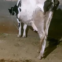 گاو شیری با بز معاوضه دارم