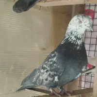 کفتر کبوتر|پرنده|مشکیندشت, |دیوار