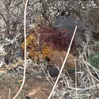 شهاب سنگ|جواهرات|مرودشت, ده بید|دیوار