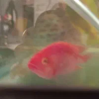 ماهی گوشت خار قرمز