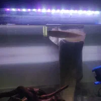 اکواریوم با ماهی|ماهی|شیراز, شاپورجان|دیوار