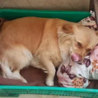 سگ گمشده در نعلبندان گرگان|حیوانات|گرگان, |دیوار