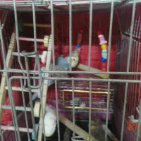 عروس هلندی نرو ماده تخم گذار