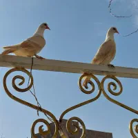 کله سفید هفرنگ