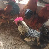 فروش هشت عدد خروس محلی