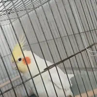 عروس هلندی نر حرف زن
