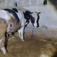 گوساله پای قصابی درجه یک توافقی