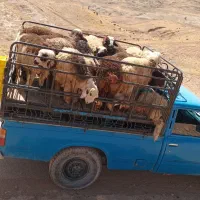 فروش بره و چپش کشتار و زنده همیشه هست|حیوانات مزرعه|اندیمشک, |دیوار