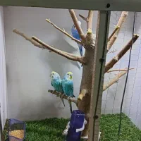 .  قفس چوبی خوشگل تمیز شیک