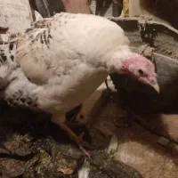 بوقلمون زنده|حیوانات مزرعه|نیشابور, گنبد سبز|دیوار