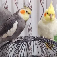 یک جفت عروس هلندی نر ماده