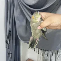 عروس هلندی|پرنده|نورآباد, |دیوار