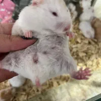 همسترهای مینیاتوری چشم شرابی