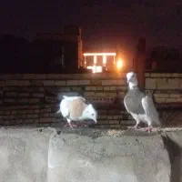 یک جفت طوقی اماده جوجه