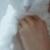واگذاری گربه ماده 1 ساله